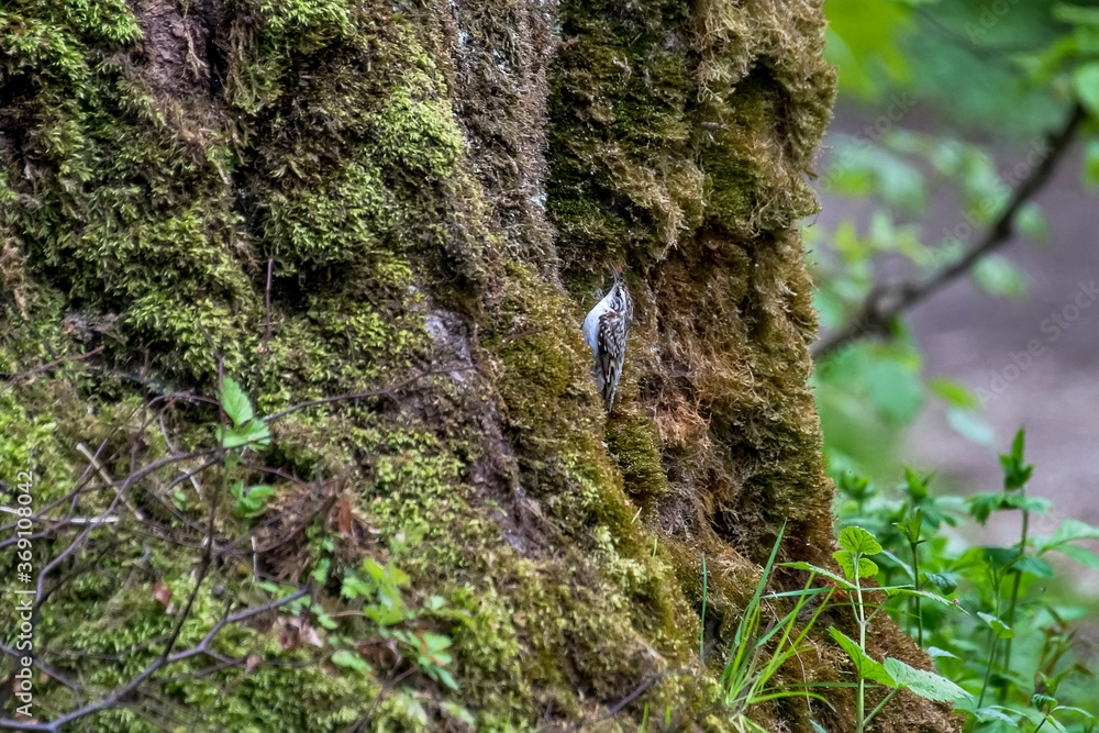 Eurasian Treecreeper photographed in Germany, in Europe. Picture made in 2019. Eurasian Treecreeper photographed in Germany, in Europe. Picture made in 2019.