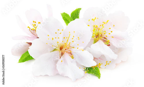 Isolated blooming almond. White almond tree flowers with leaves and buds isolated on white background