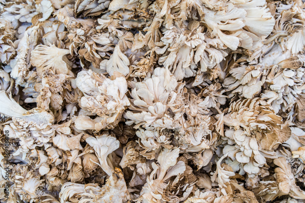 Fresh And Organic Mushrooms Fresh And Organic Mushrooms
