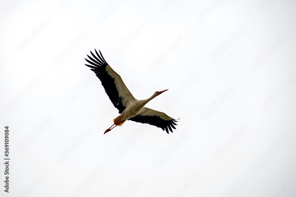 Fototapeta premium White stork photographed in Germany, in Europe. Picture made in 2019.