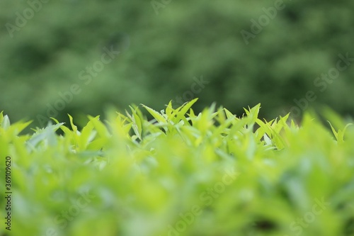 Green nature 