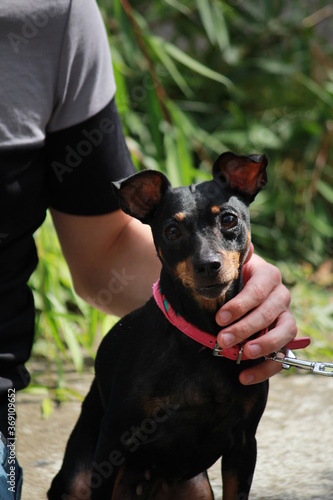 Miniature Pinscher Min Pin 