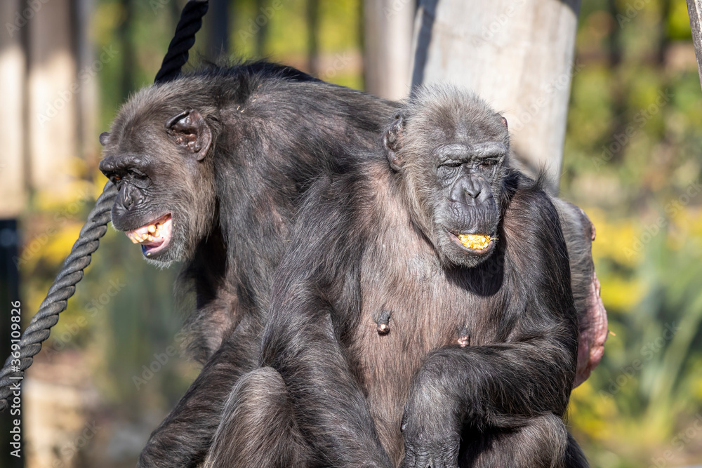 Two Chimpanzees resting in the sunshine while looking into the distance Two Chimpanzees resting in the sunshine while looking into the distance