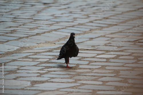 Pigeon on the square city center 