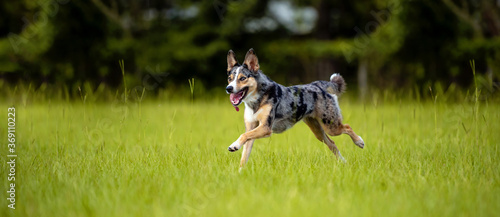 Foto Koolie Australian working herding dog or German Coolie
