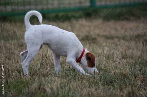 Obraz na płótnie Parson Russell Terrier sniffing in dog park