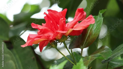 hibiscus flower swaying by wind2020, 4k, background, beautiful, beautiful rose, beauty, bloom, blooming, blossom, bouquet, branch, bright, brightly, china rose, chinese, chinese hibiscus, climate, clo