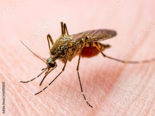 Malaria Infected Mosquito Bite. Leishmaniasis, Encephalitis, Yellow Fever, Dengue, EEEV, Malaria Disease, Mayaro or Zika Virus Infectious Culex Mosquito Parasite Insect Macro.