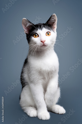 Portrait of cute bicolor short hair kitten of two months old. Selective soft focus. black and white cat