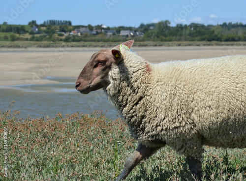Mouton à tête brune