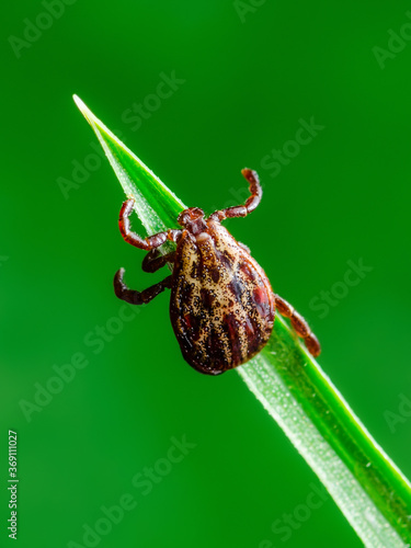 Encephalitis Infected Tick Insect on Green Grass. Lyme Borreliosis Disease or Encephalitis Virus Infectious Dermacentor Tick Arachnid Parasite Macro