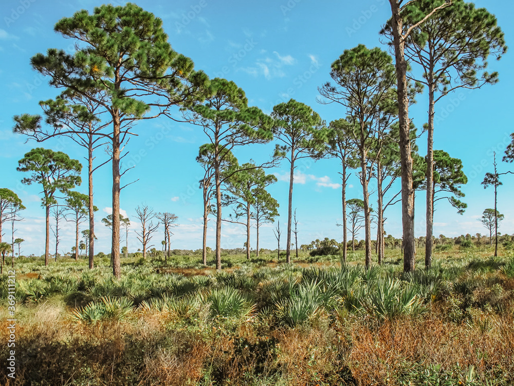 Pine forest in a sunny day, Florida State Parks, US. Natural landscape. A hike in a remote part of a Central Florida Ranch and Nature Preserve. Saw palmetto and pine trees blue sky background.