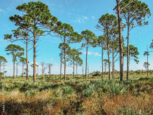Obraz na płótnie Pine forest in a sunny day, Florida State Parks, US. Natural landscape. A hike in a remote part of a Central Florida Ranch and Nature Preserve. Saw palmetto and pine trees blue sky background. w salonie