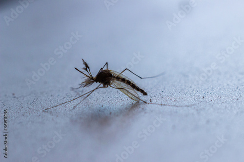 mosquito on a gray metallic surface