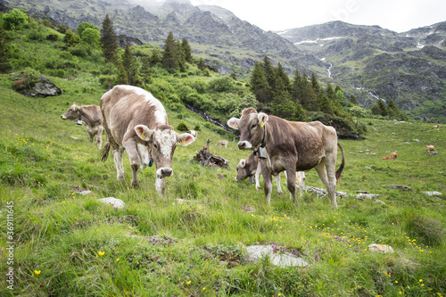 Obraz na płótnie Cows in the swiss alps w salonie