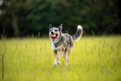 Koolie Australian working herding dog or German Coolie. Australia original working herding dog. running in a field with  fetch ball photo