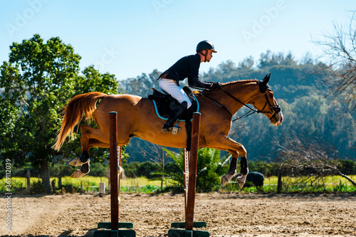 Side view of jockey jumping a hurdle with brown purebreed