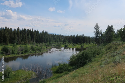 Fototapeta Naklejka Na Ścianę i Meble -  Stagnant river surrounded by trees