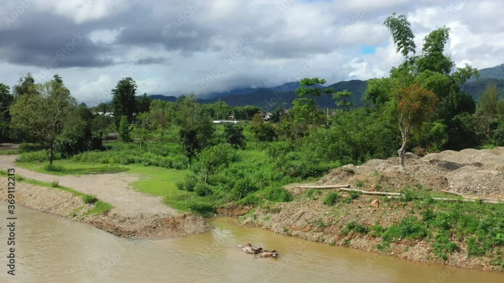 Buffaloes in the middle of the Nam Song river between mountains and fields in Asia, Laos, between Vientiane and Luang Prabang, in summer on a sunny day. Buffaloes in the middle of the Nam Song river between mountains and fields in Asia, Laos, between Vientiane and Luang Prabang, in summer on a sunny day.