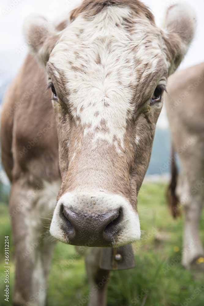 Cows in the swiss alps