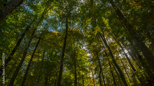 Tall trees low angle view luminous