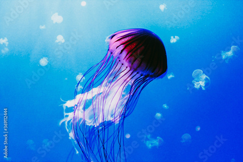 Fotografía Medusa tropical rodeada de otras muchas medusas en un acuario