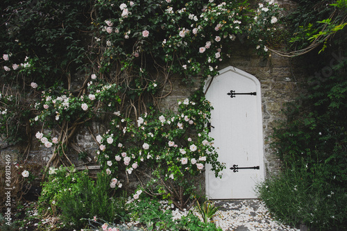 Quaint English walled garden with a blooming rose bush and white door