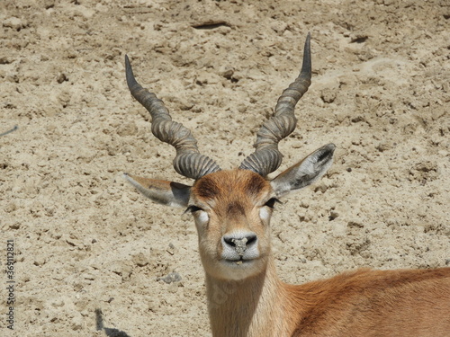 impala antelope in kruger park south africa