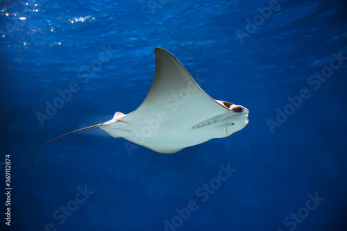 cownose ray swimming in the water, fish underwater in the aquarium