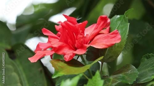 hibiscus flower swaying by wind2020, 4k, background, beautiful, beautiful rose, beauty, bloom, blooming, blossom, bouquet, branch, bright, brightly, china rose, chinese, chinese hibiscus, climate, clo