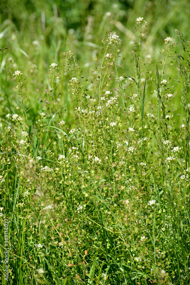 Shepherd's bag (Capsella bursa-pastoris L.). Flowering plants Shepherd's bag (Capsella bursa-pastoris L.). Flowering plants