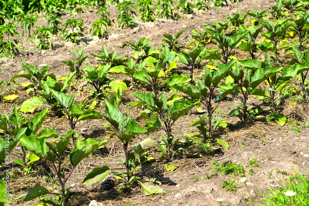 Eggplant planting in rows in open ground