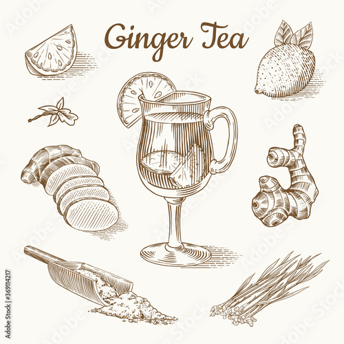 Ginger tea poster. Chopped rhizome or root, Fresh plant, Bag and tea in glass cup. Vector Engraved hand drawn sketch. Pieces of ingredient set. Detox spice. 