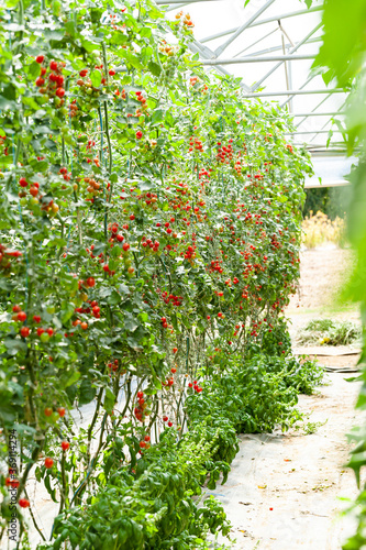 Greenhouse with ripe organic tasty small cherry tomatoes. Bunches of juicy vegetables ready for picking. Concept of clean food, farming, agriculture. Tonned, soft day lighy. Close up.