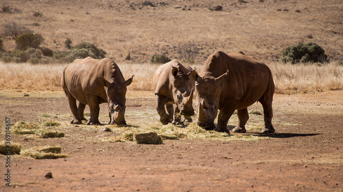 Three adult rhinos eat dry grass in the savannah