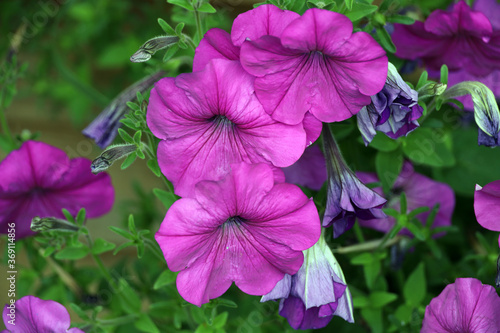 blooming purple petunia in the garden © Olga