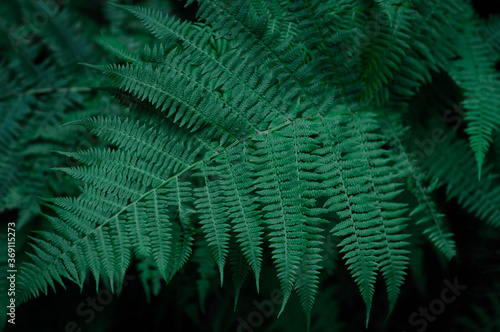 Beautiful background of the young green leaves of a fern