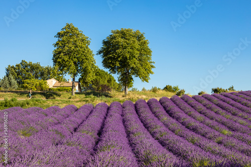 Lavender fields in Valensole in South of France