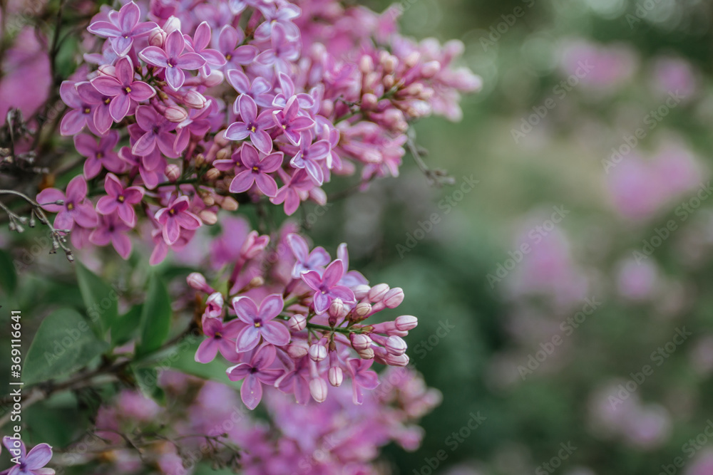 Blossom lilac flowers in spring. Flowering lilac bush close-up on blurred background. Bouquet of purple flowers. Spring natural decoration. Romantic gift for woman. Space for banner selective focus. Blossom lilac flowers in spring. Flowering lilac bush close-up on blurred background. Bouquet of purple flowers. Spring natural decoration. Romantic gift for woman. Space for banner selective focus.