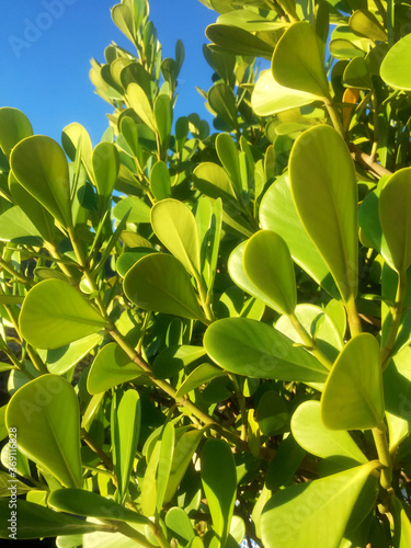 closeup of green leaves against blue sky