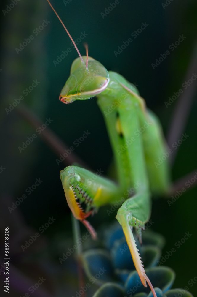 Close up of pair of Beautiful European mantis ( Mantis religiosa ) Close up of pair of Beautiful European mantis ( Mantis religiosa )