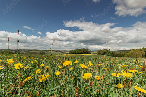 Meadow full of blooming dandelions. Flowering yellow dandelions closeup. Springtime in countryside green grass fresh air positive energy. Spring landscape with blooming flowers. Rapeseed field