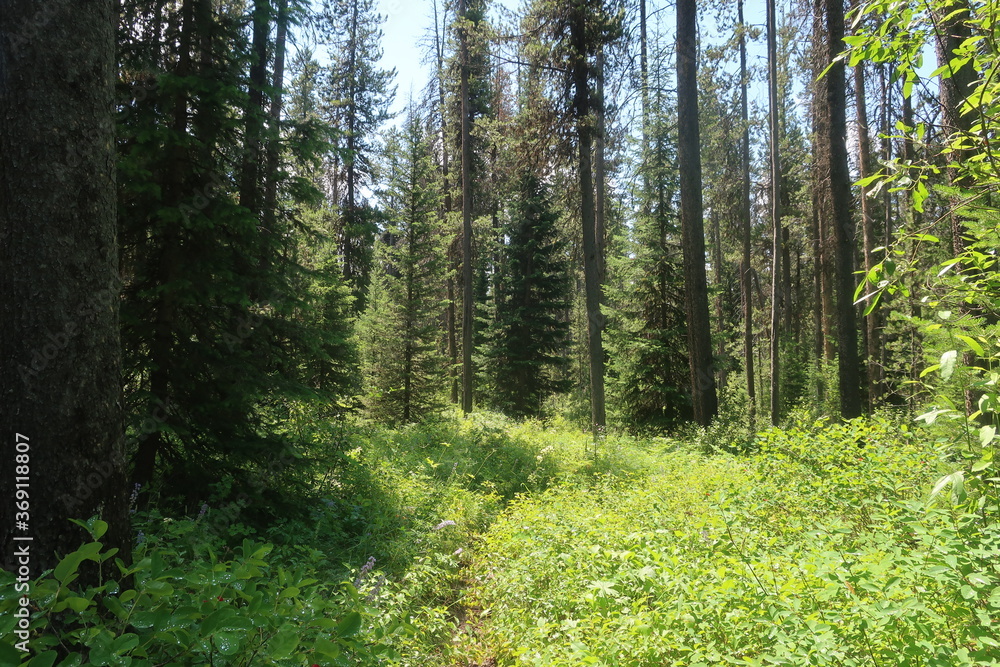 Trees in an overgrown forest path Trees in an overgrown forest path