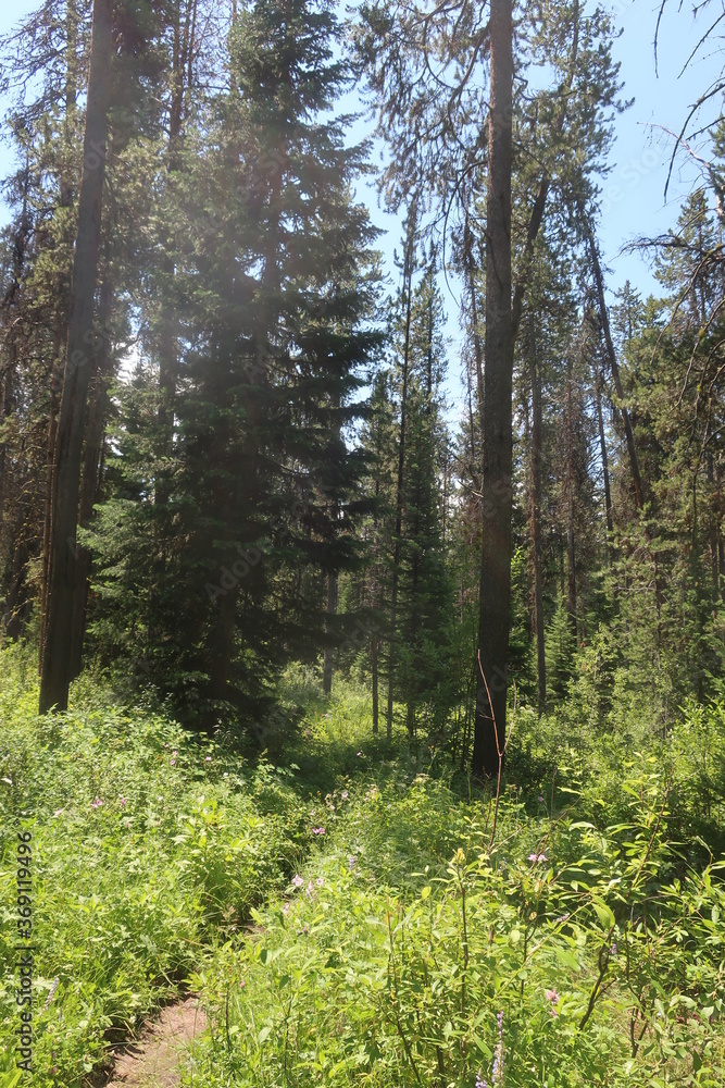 Trees in an overgrown forest path Trees in an overgrown forest path