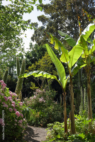Banana trees in an exotic garden