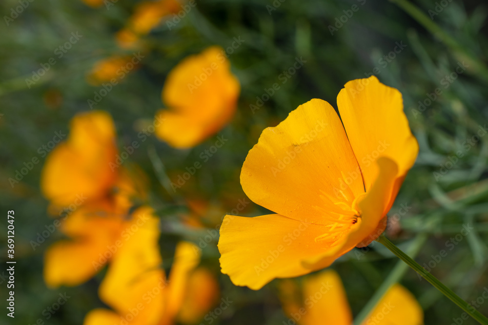 Orange Blüte Orange Blüte