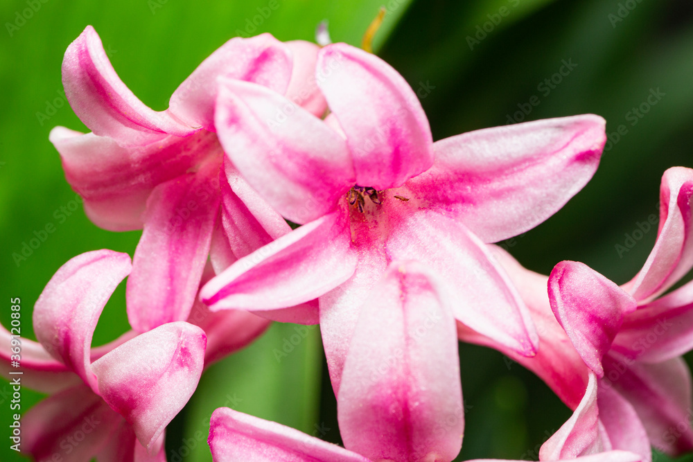 Pink Hyacinth Flowers