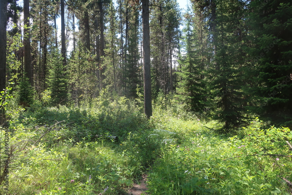 Trees in an overgrown forest path Trees in an overgrown forest path