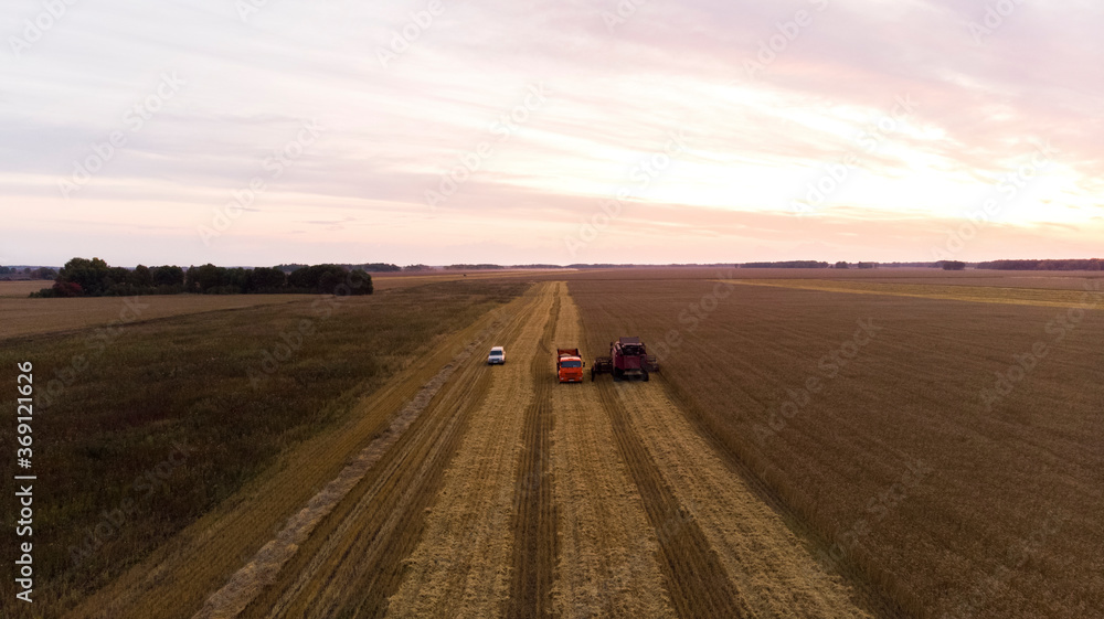 Agricultural machines collecting ripe wheat in field during sunrise