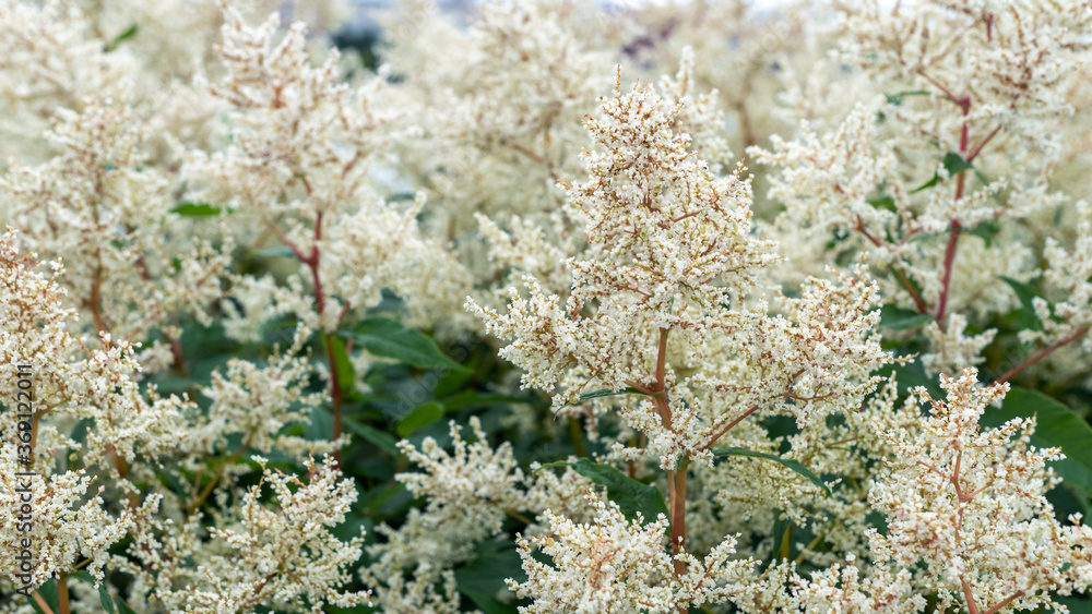 White astilba flowers in the garden, background. White astilba flowers in the garden, background.